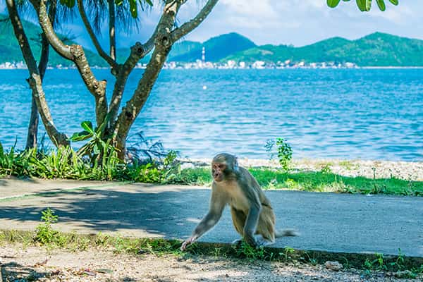 Đến ngay Đảo Khỉ - Nha Trang để tận hưởng niềm vui bất tận