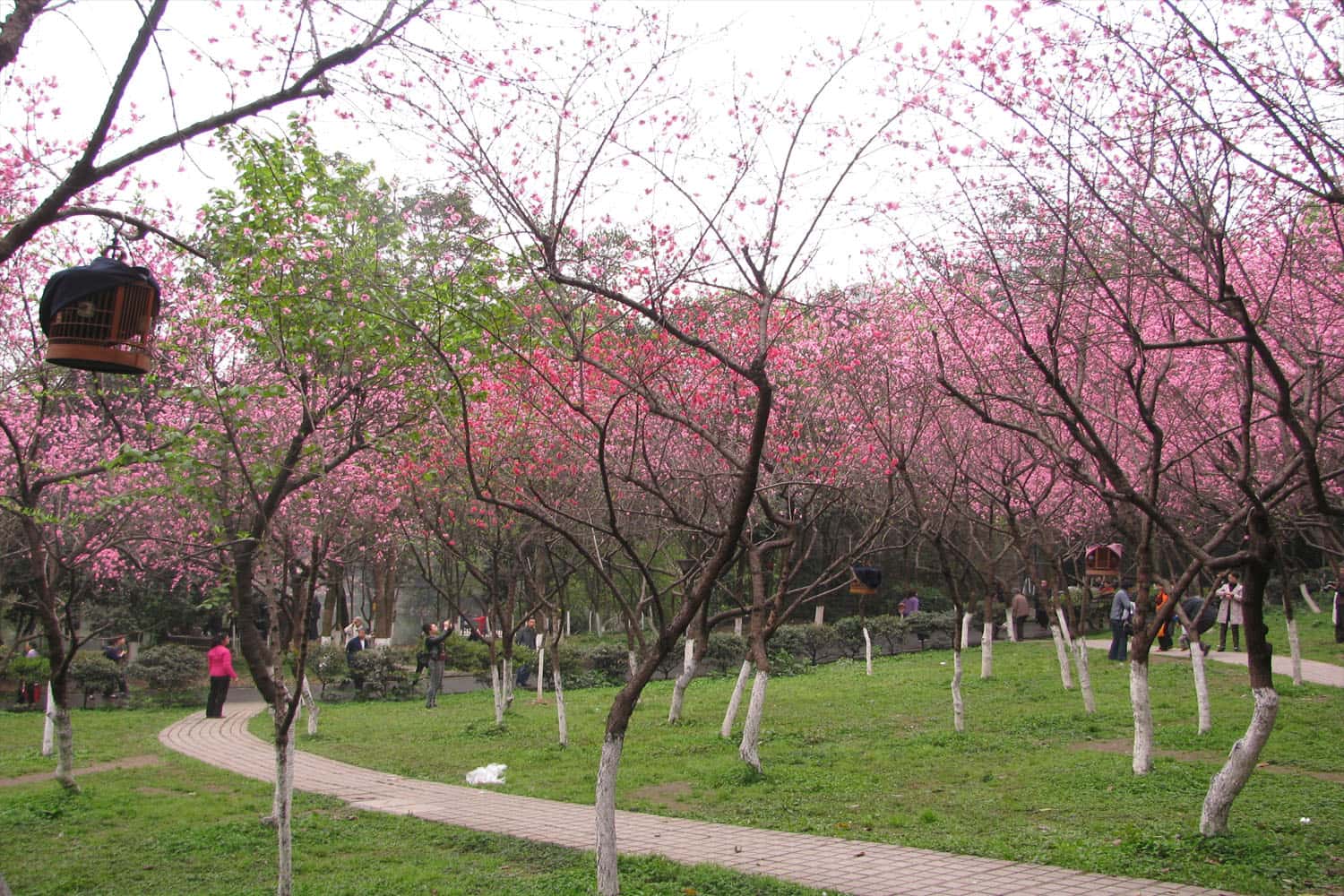 Du lịch Trùng Khánh vào mùa xuân