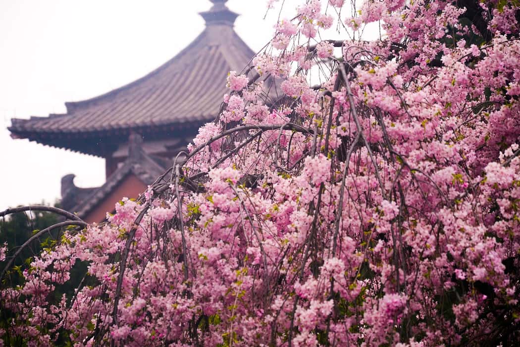 Lễ hội hoa anh đào cuốn hút