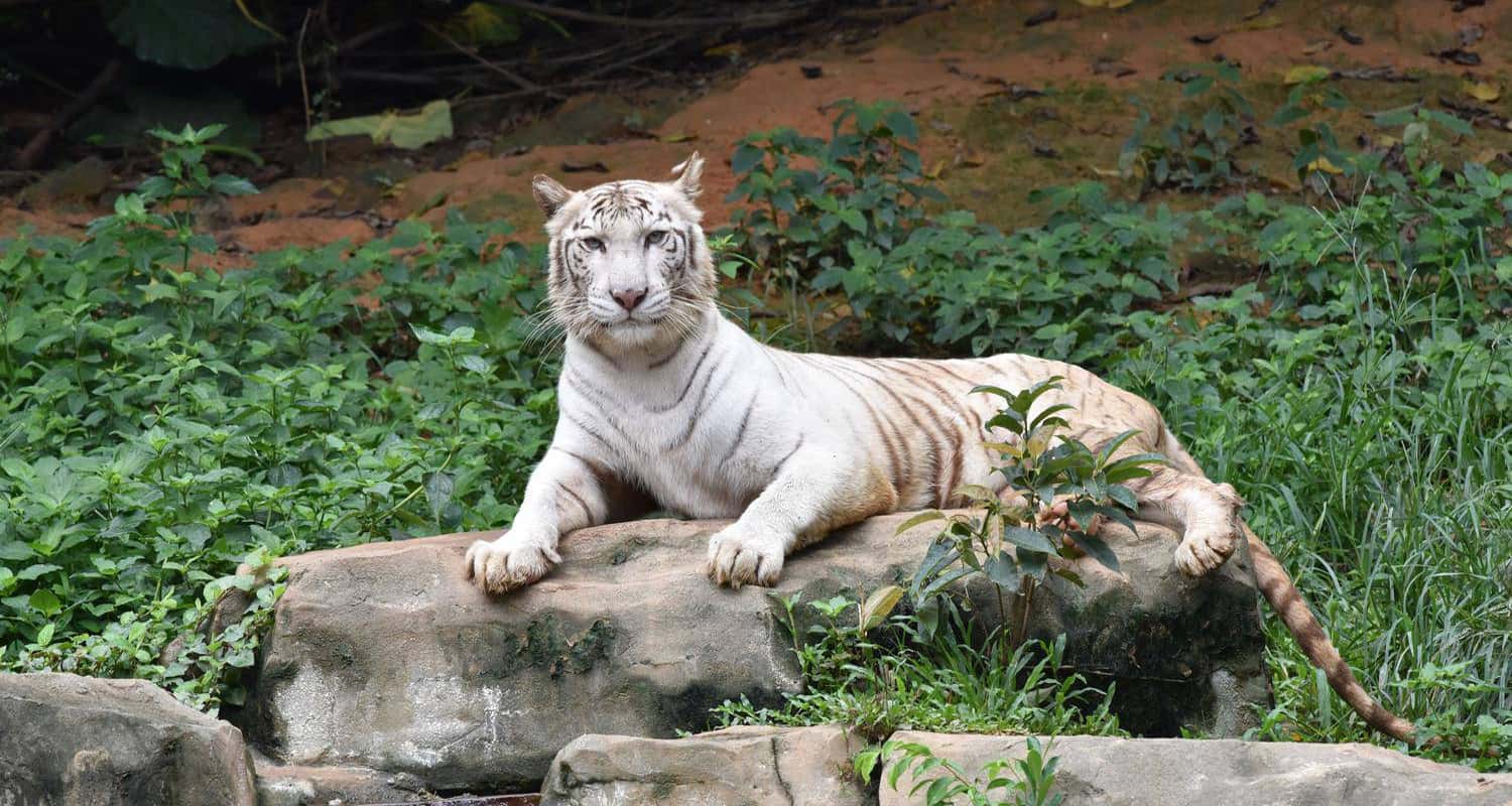 Công viên Safari Thâm Quyến