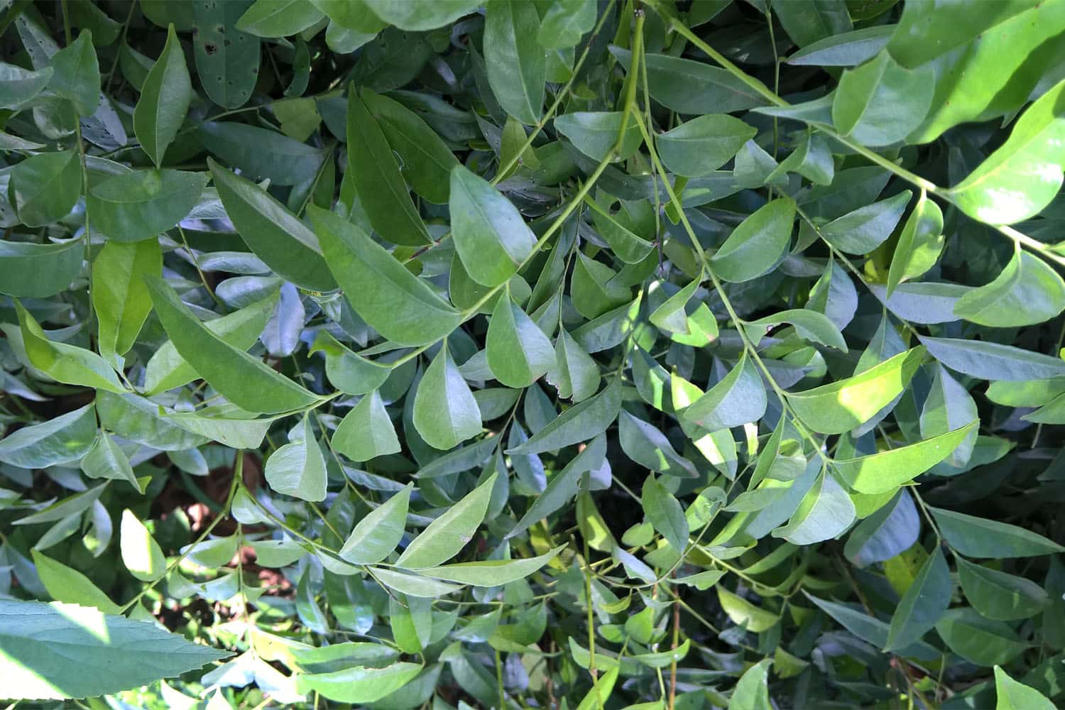 Lá mắc mật