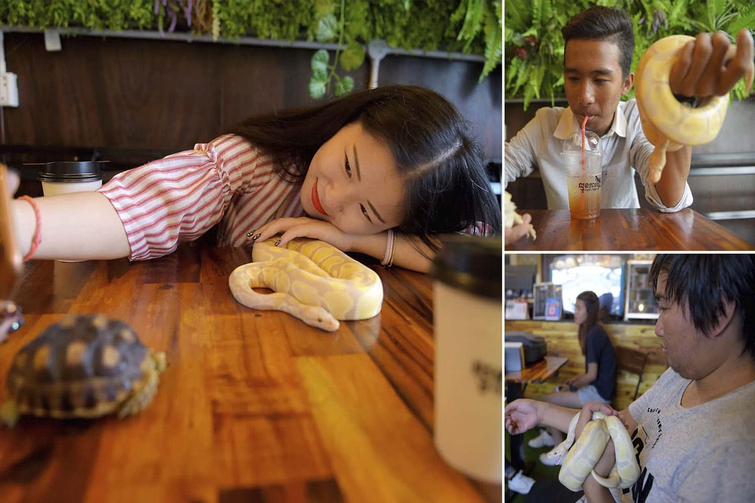 Thưởng thức một tách cà phê trong khi giữ một con rắn trên tay tại Reptile Cafe Rock Star