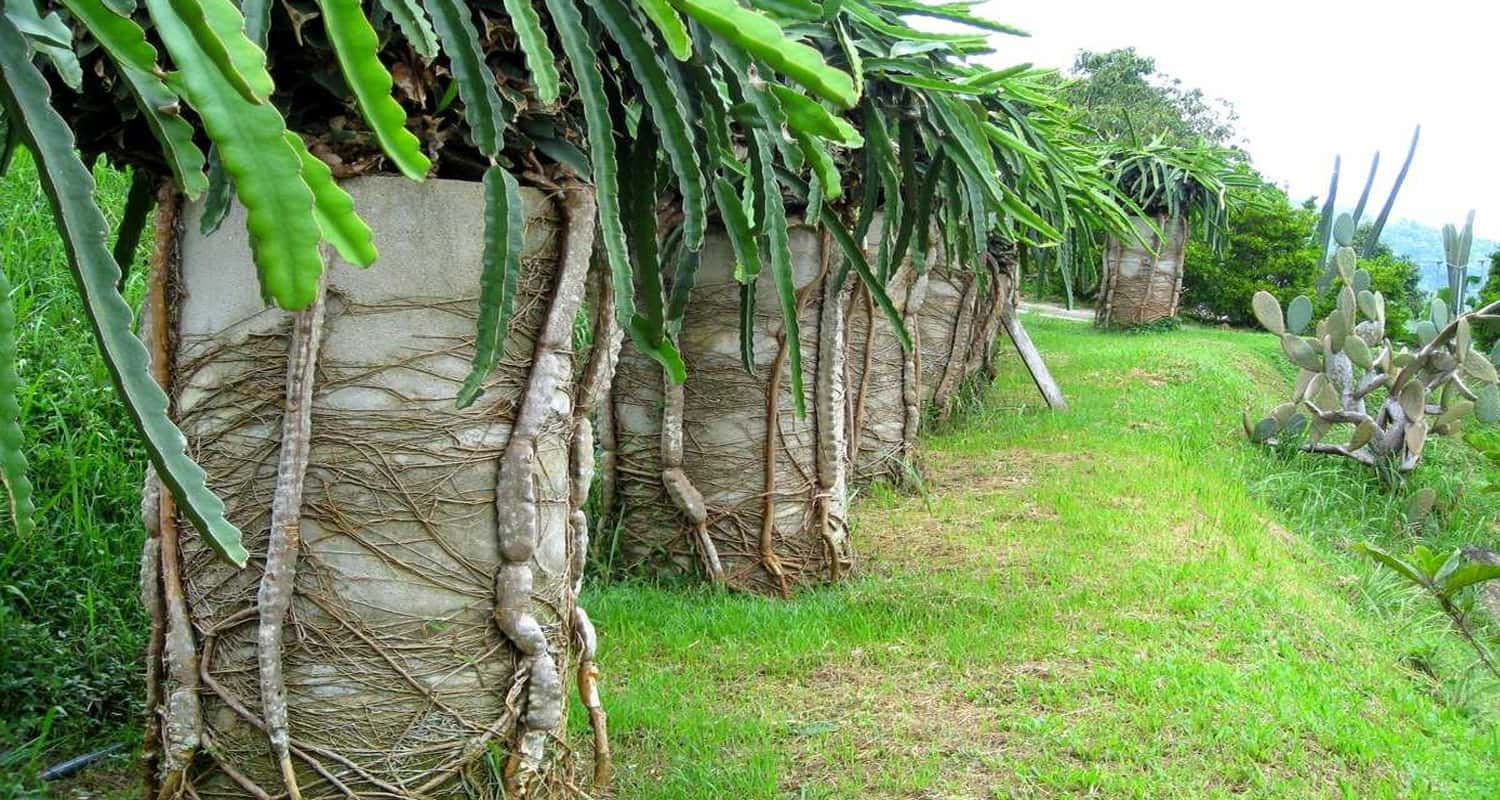 Trang trại trái cây nhiệt đới