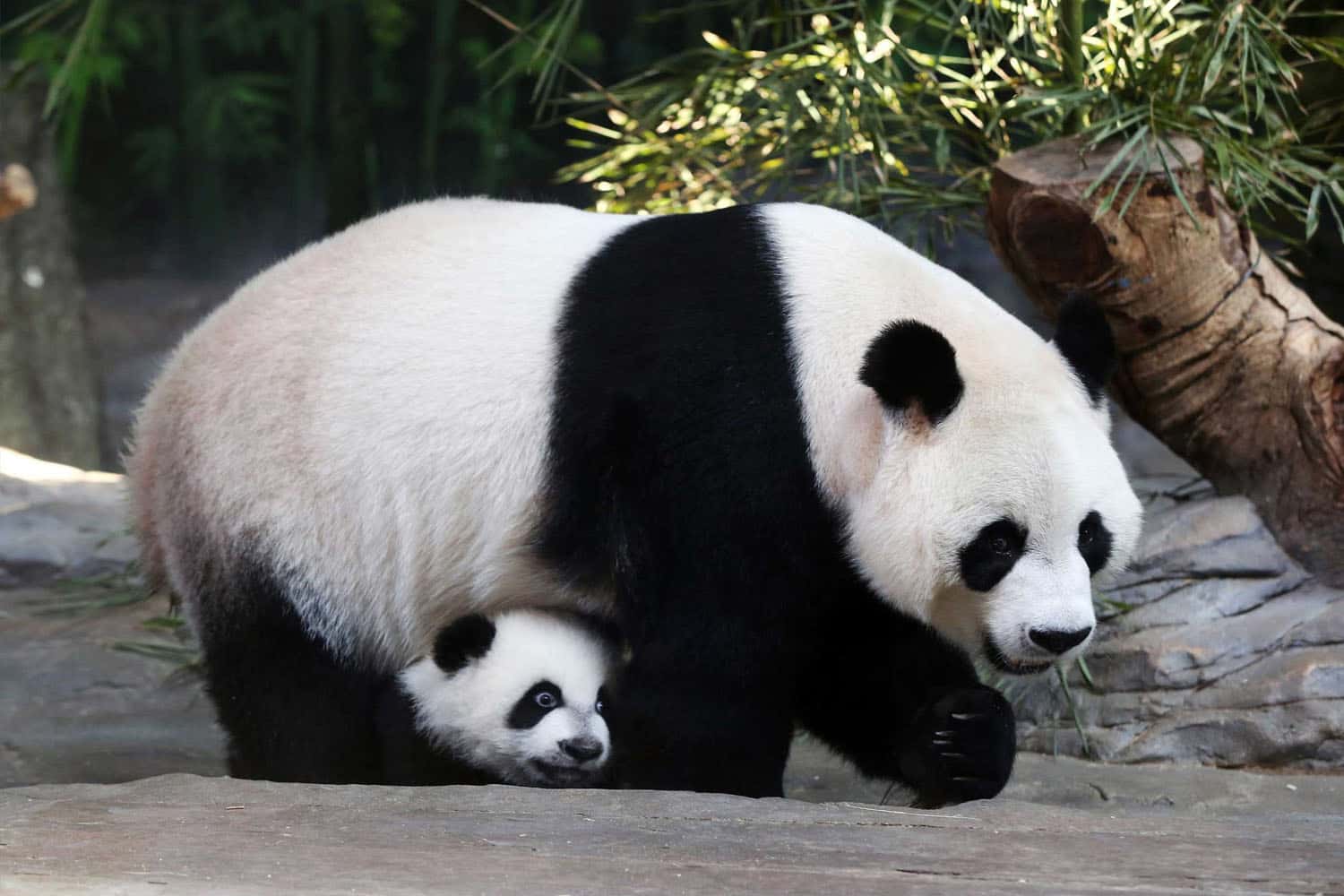 Gấu trúc