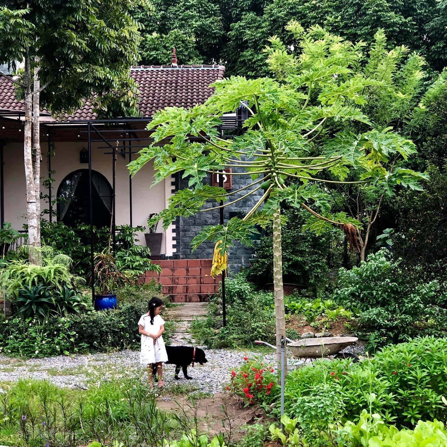 khong gian farmstay b e e vuon co thom homestay hoa binh