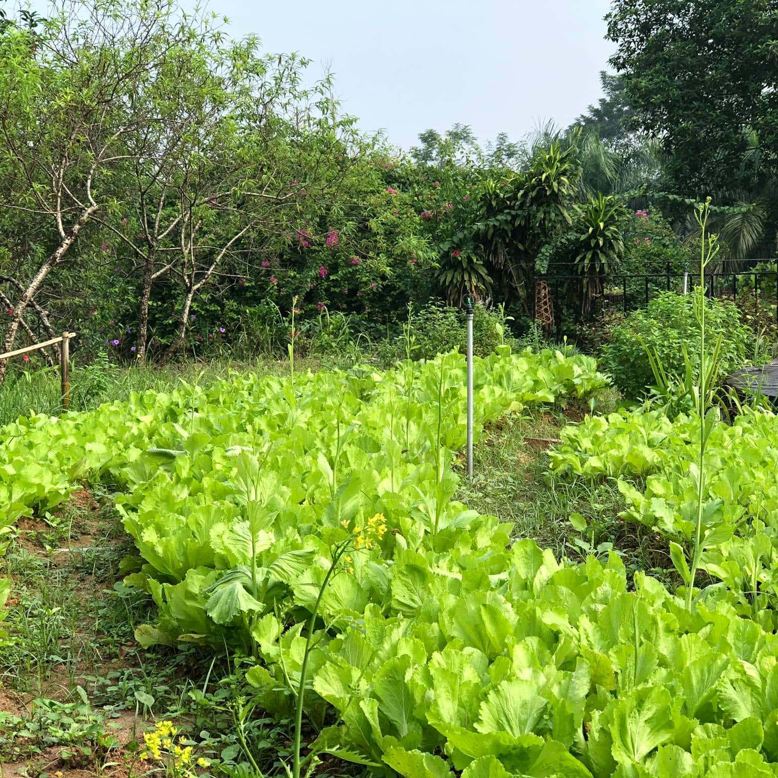 khong gian farmstay b e e vuon co thom homestay hoa binh