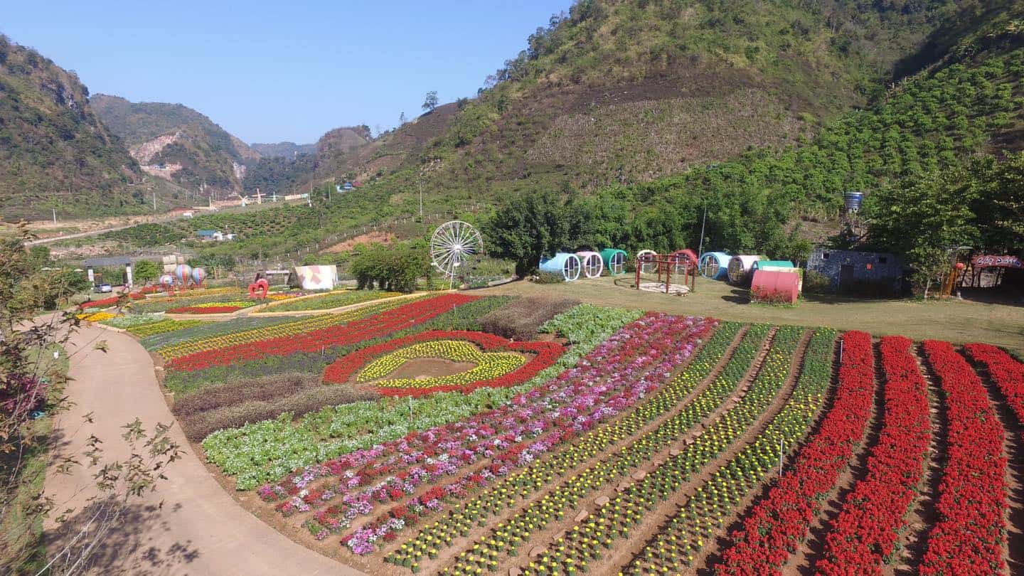 Happy Land Mộc Châu - Thảm hoa của muôn hoa