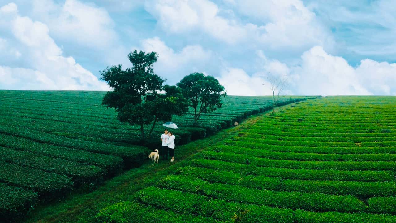 Homestay Vườn của Gấu - căn nhà đặc biệt đầy yên bình giữa vườn bơ