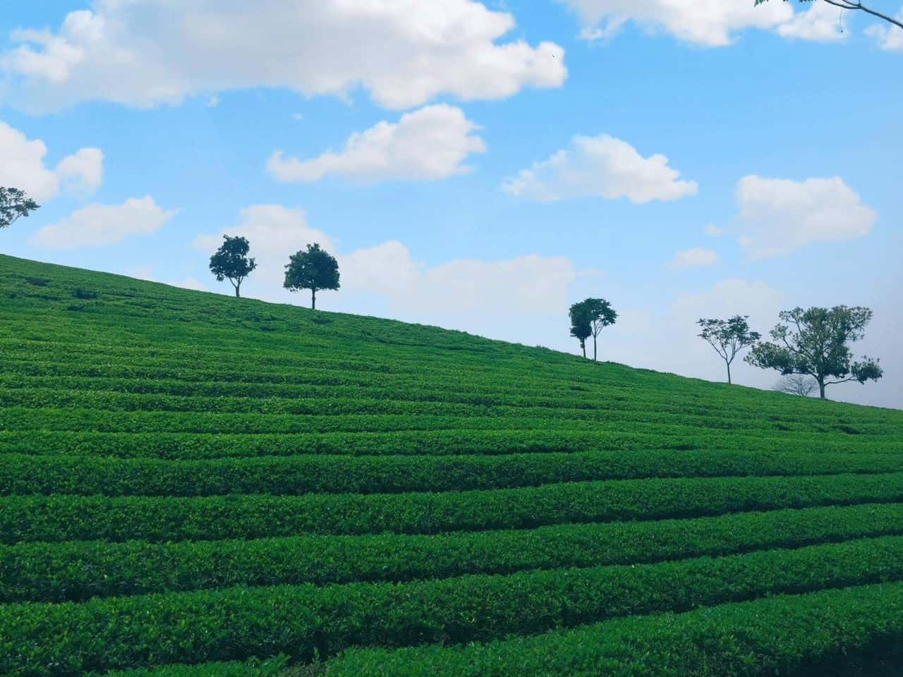 Làng chè 69 homestay - Căn nhà nhỏ bình yên giữa thảo nguyên Mộc Châu
