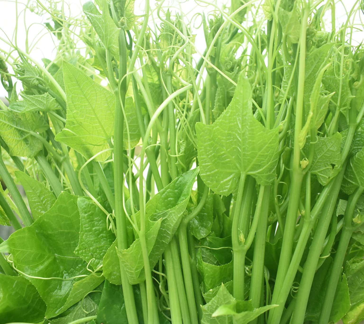 ngoc su su tam dao