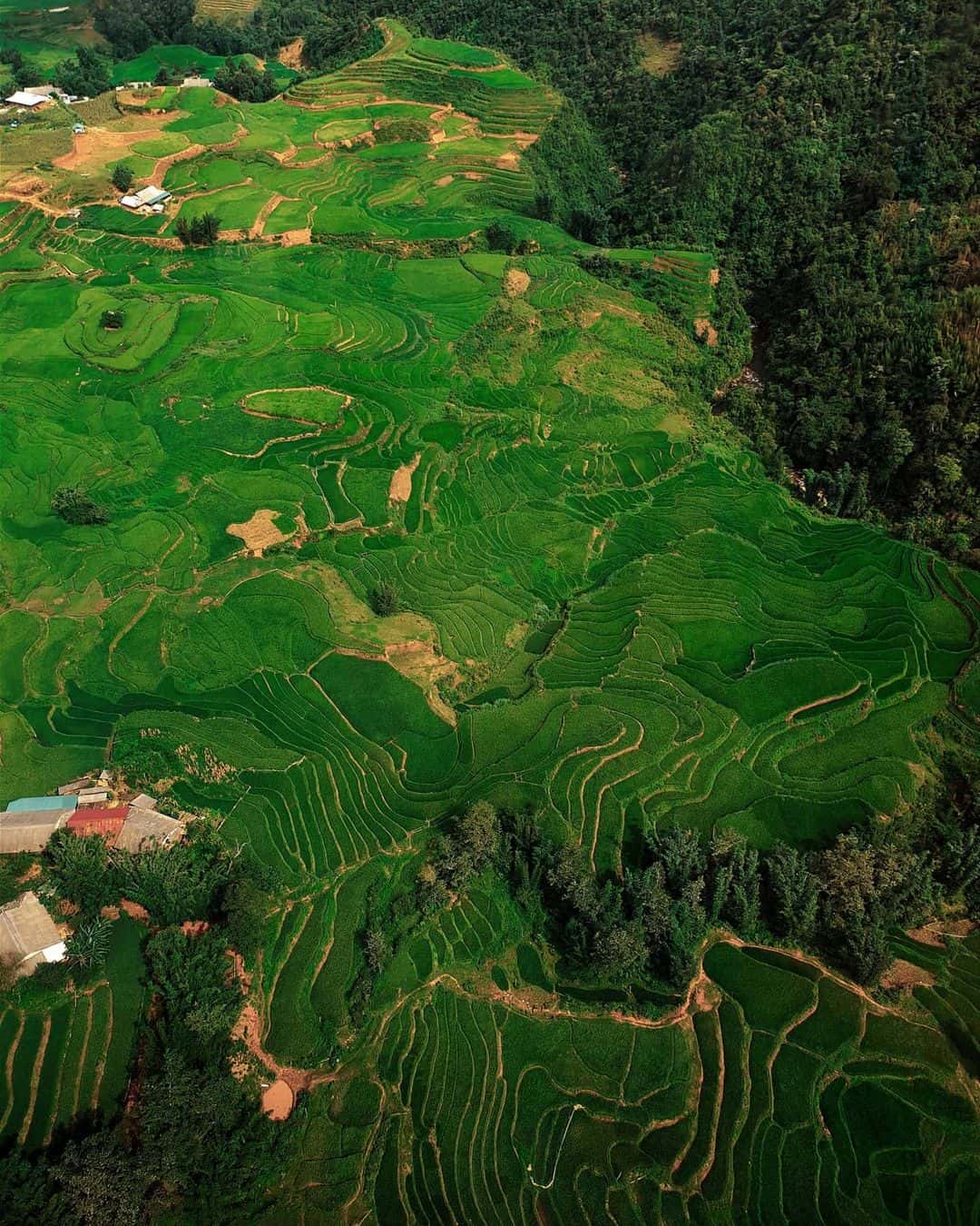 Thung lũng Mường Hoa – Vẻ đẹp mê hoặc lòng người giữa trời đất Sapa