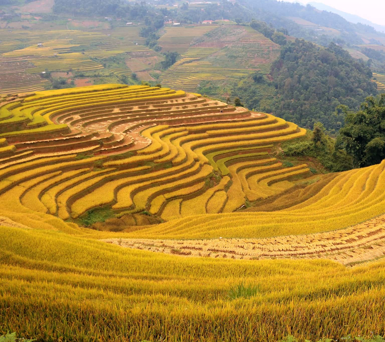 Săn lúa Mù Cang Chải A-Z chưa bao giờ dễ đến thế