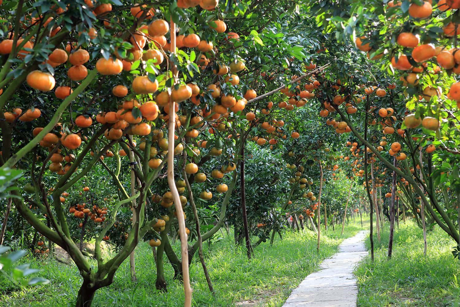 tham quan vuon trai cay trung an cu chi 