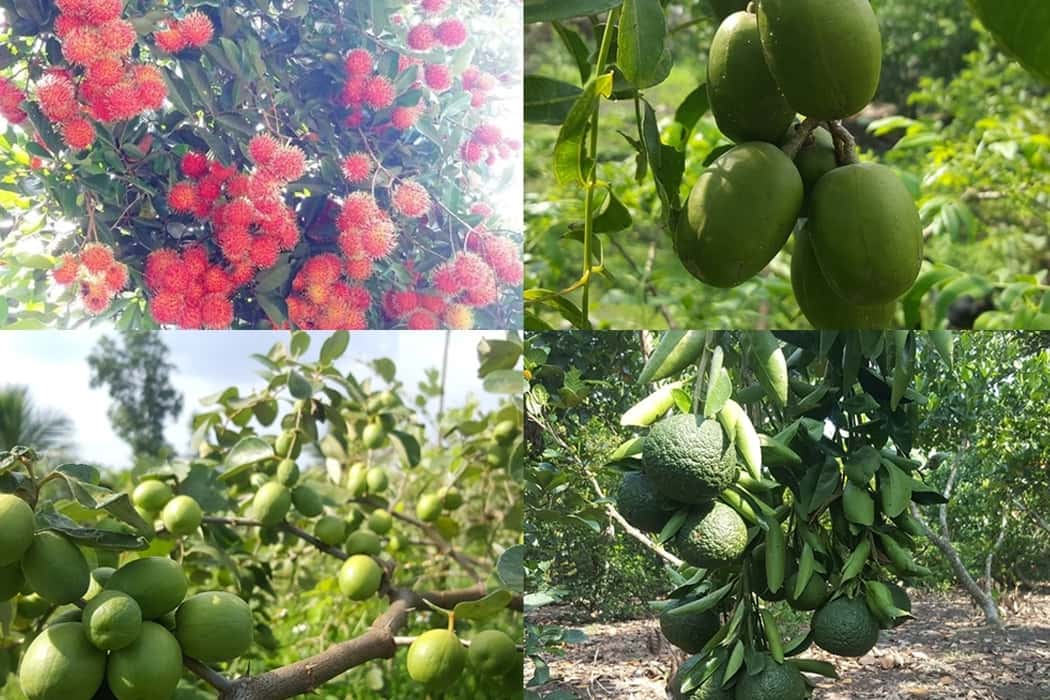 tham quan vuon trai cay trung an cu chi 
