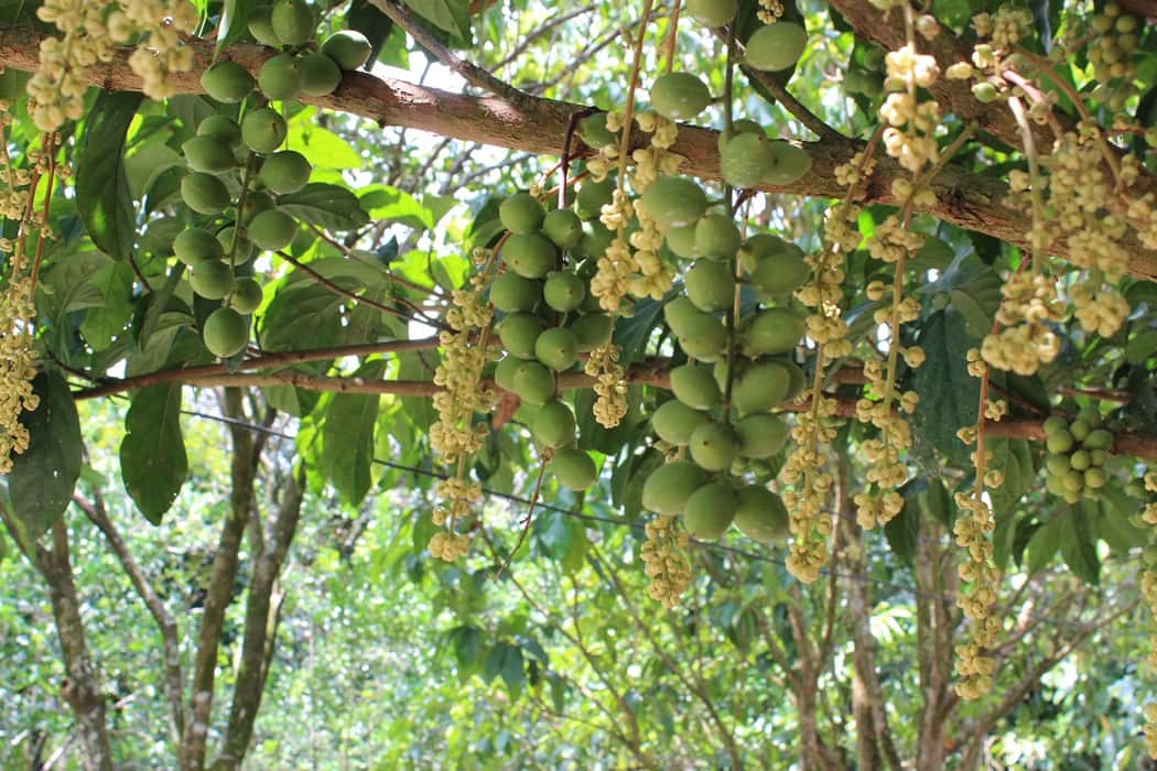 tham quan vuon trai cay trung an cu chi 