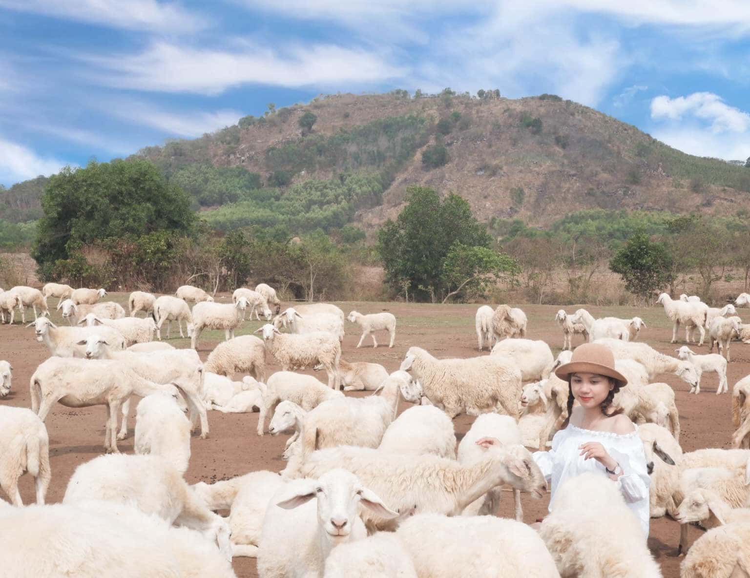 1001 view checkin sống ảo tại Đồng Cừu Suối Nghệ Vũng Tàu