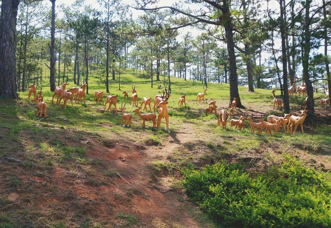 Khám phá vẻ đẹp đồi Mộng Mơ, thành phố Đà Lạt