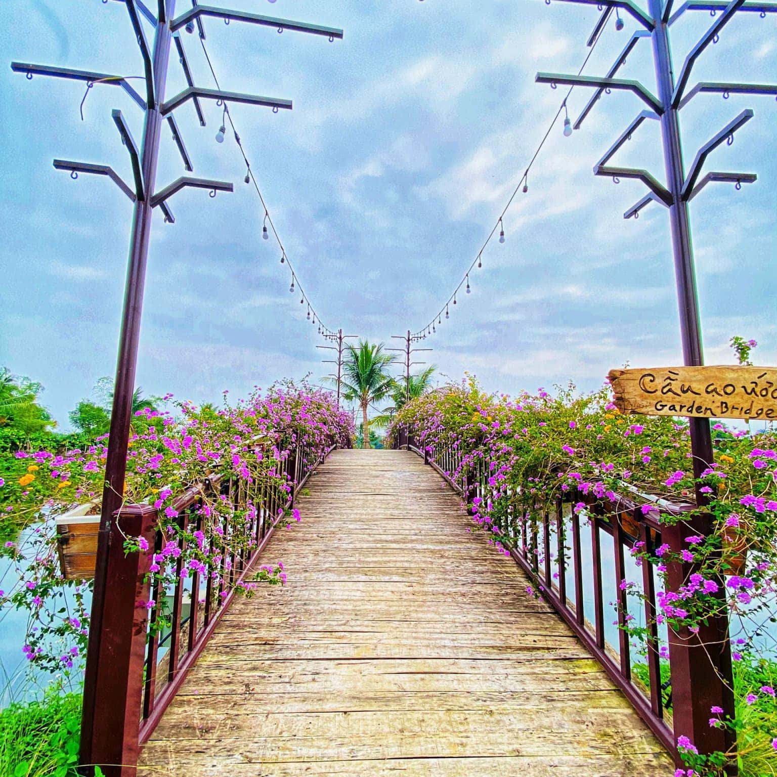 jacaranda lang trong thung ba vi
