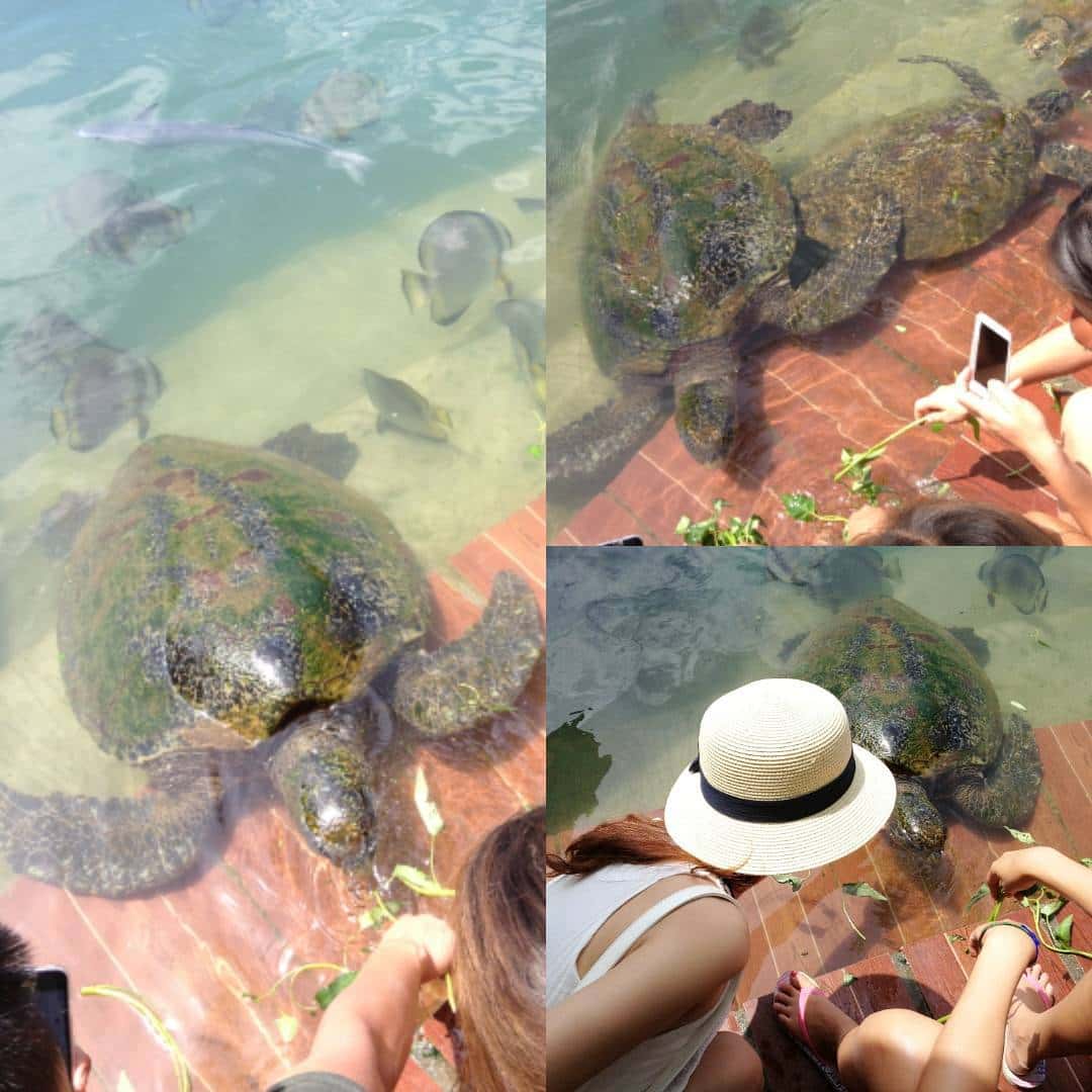justfly tri nguyen aquarium nha trang
