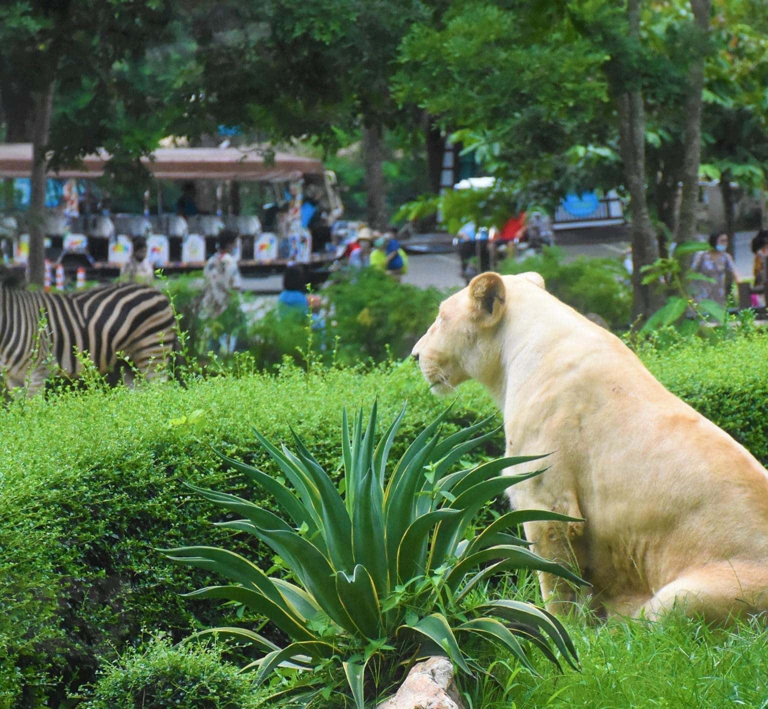 justfly khao kheow open zoo thailand
