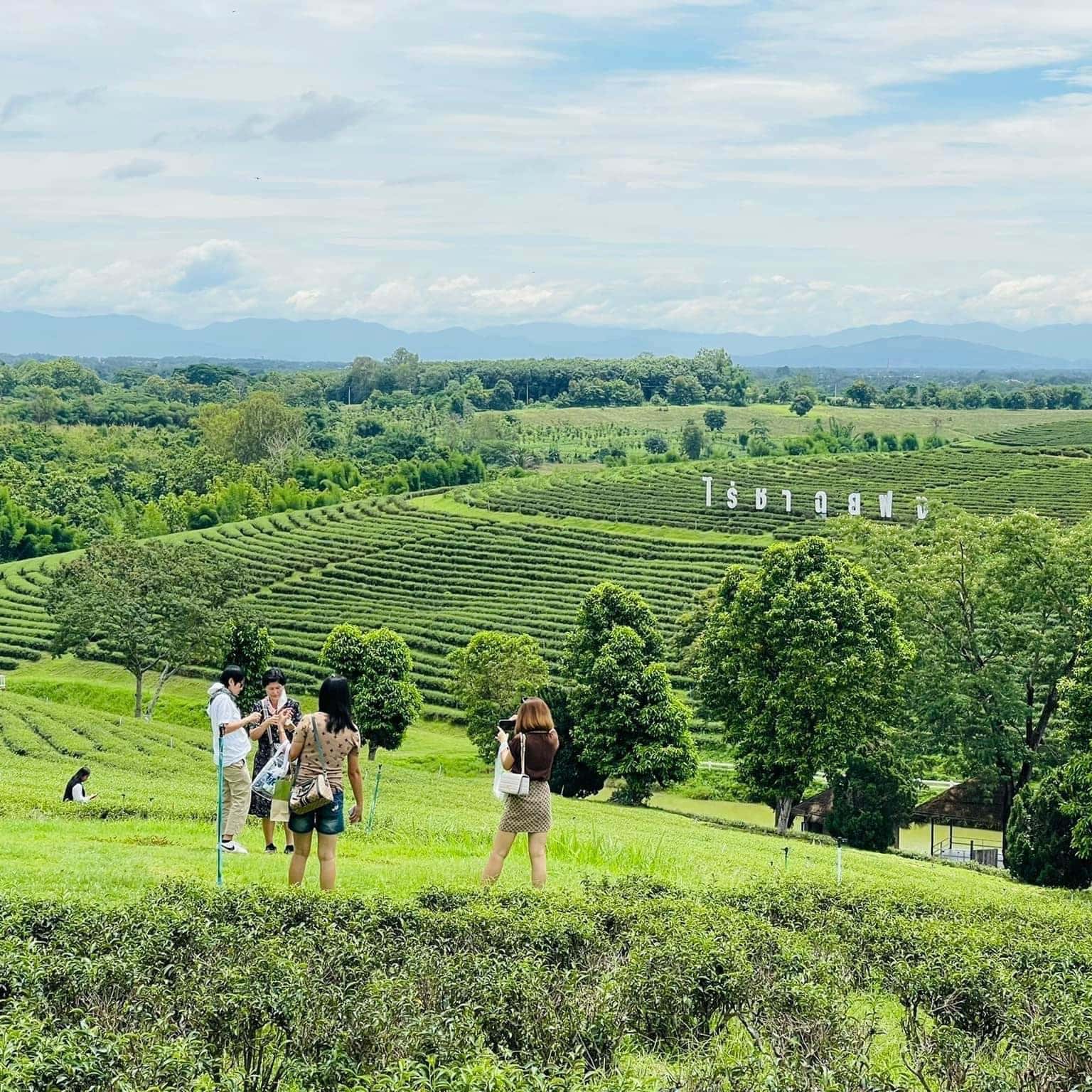 justfly choui pong tea plantation chiang rai thailand