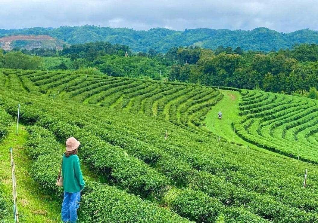 justfly choui pong tea plantation chiang rai thailand