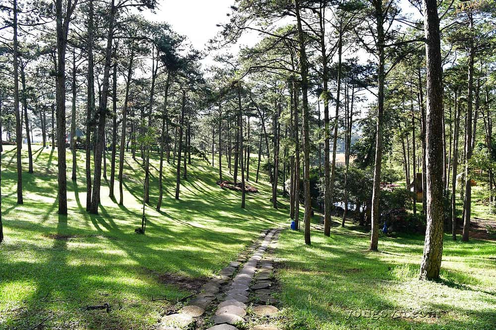 justfly doi thong hai mo da lat