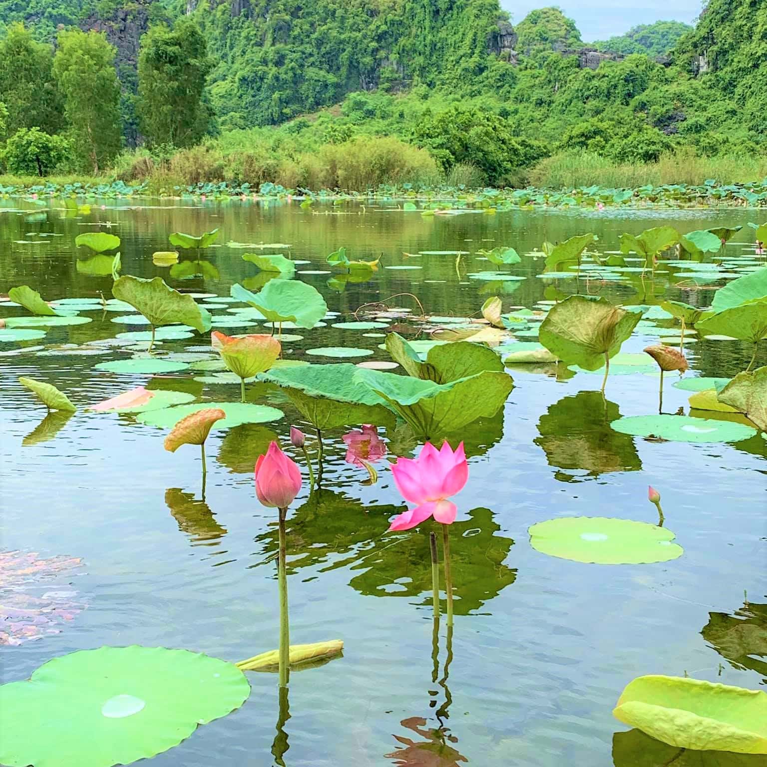 justfly thung nang ninh binh