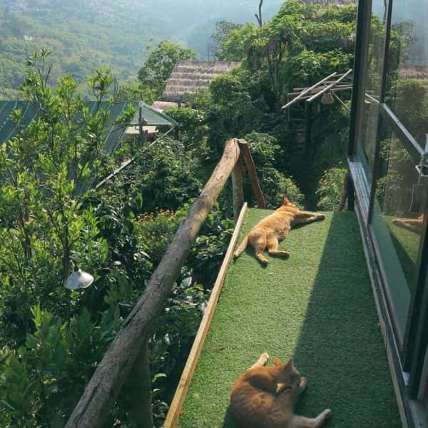 cu tren cay to cu nho da lat