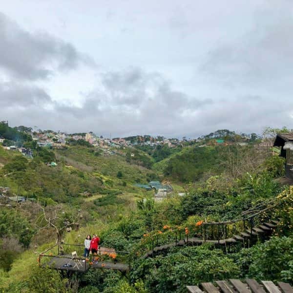 cu tren cay to dai bang lon da lat