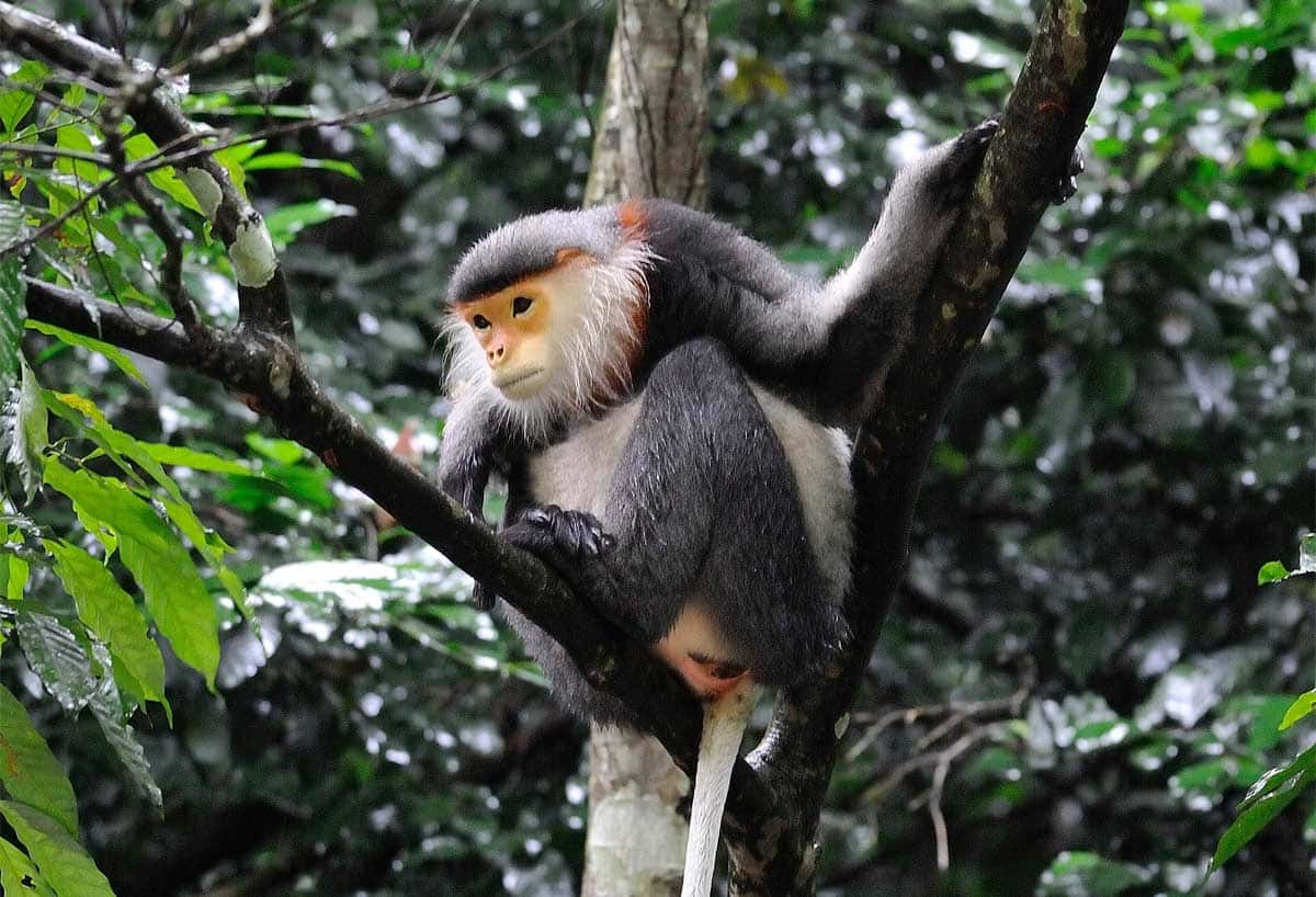 cuc phuong nation park ninh binh 