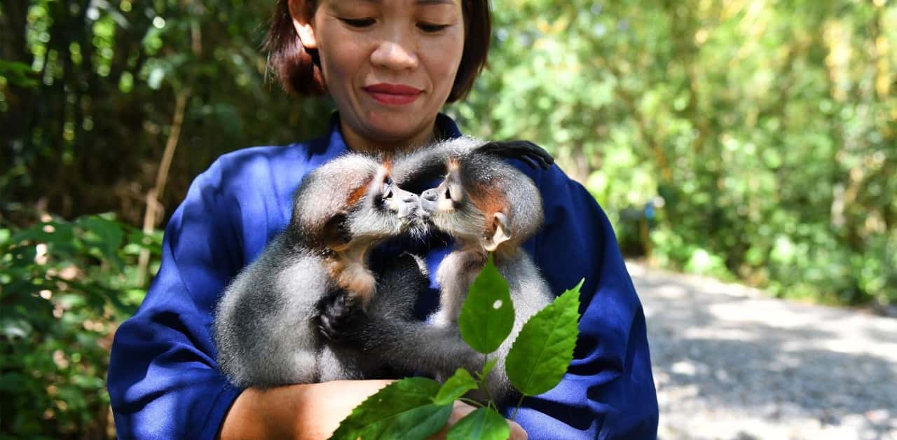 cuc phuong nation park ninh binh 