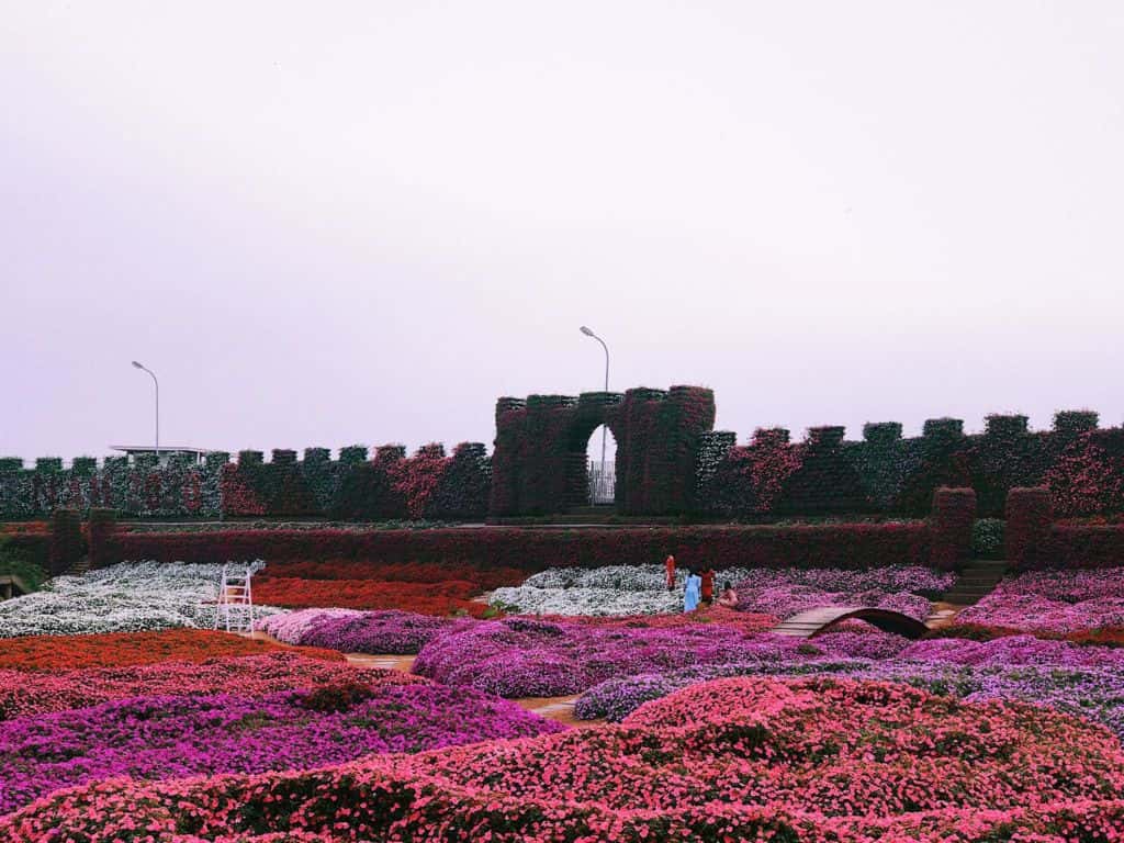 thung lung hoa ho tay ha noi 