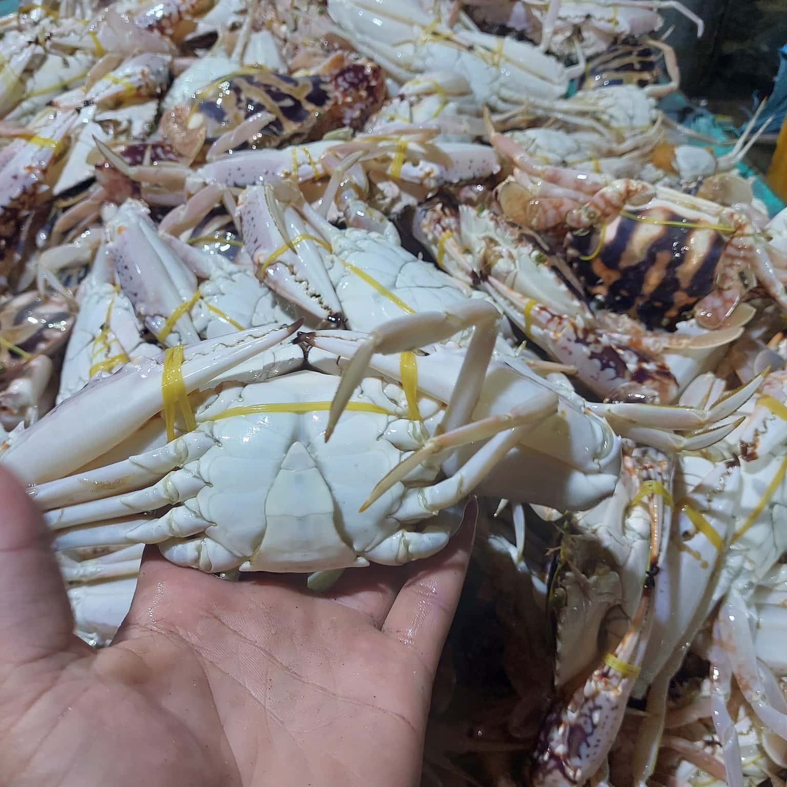 cho dem vung tau dia diem du lich vung tau attvut10