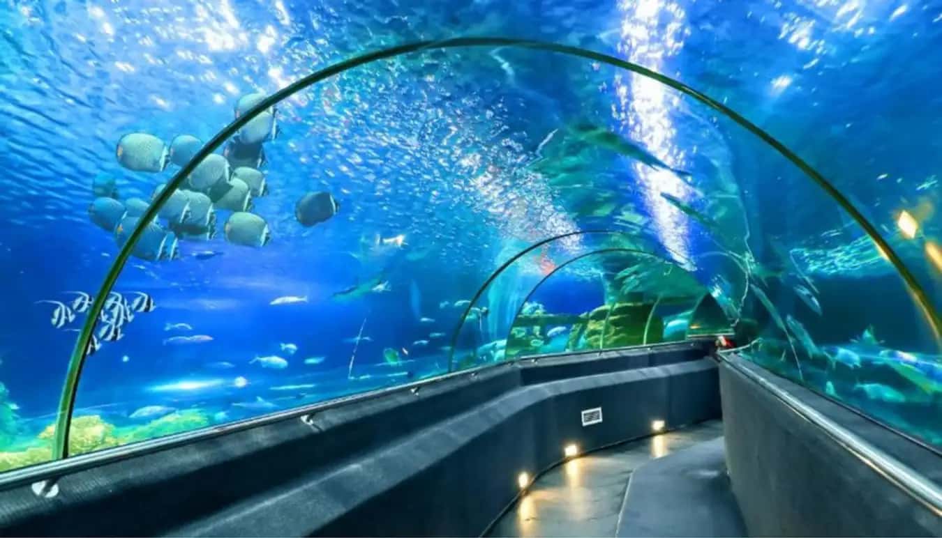 vien hai duong hoc nha trang dia diem du lich nha trang attcxr25