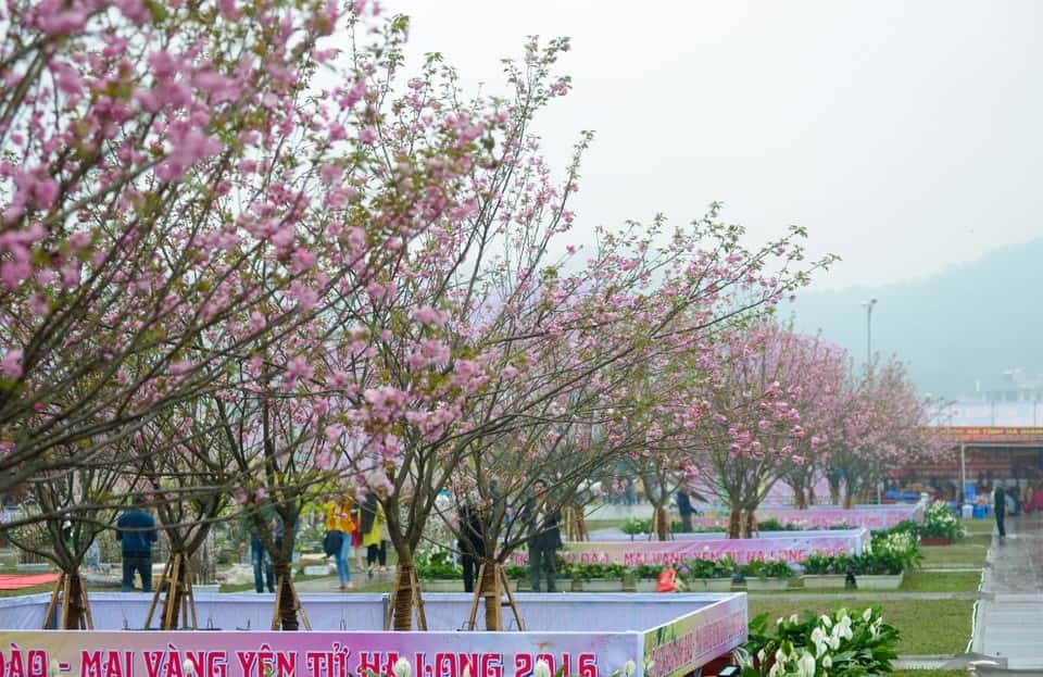 le hoi hoa anh dao nhat ban ha long