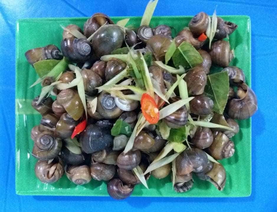 oc tuyet beo ha long
