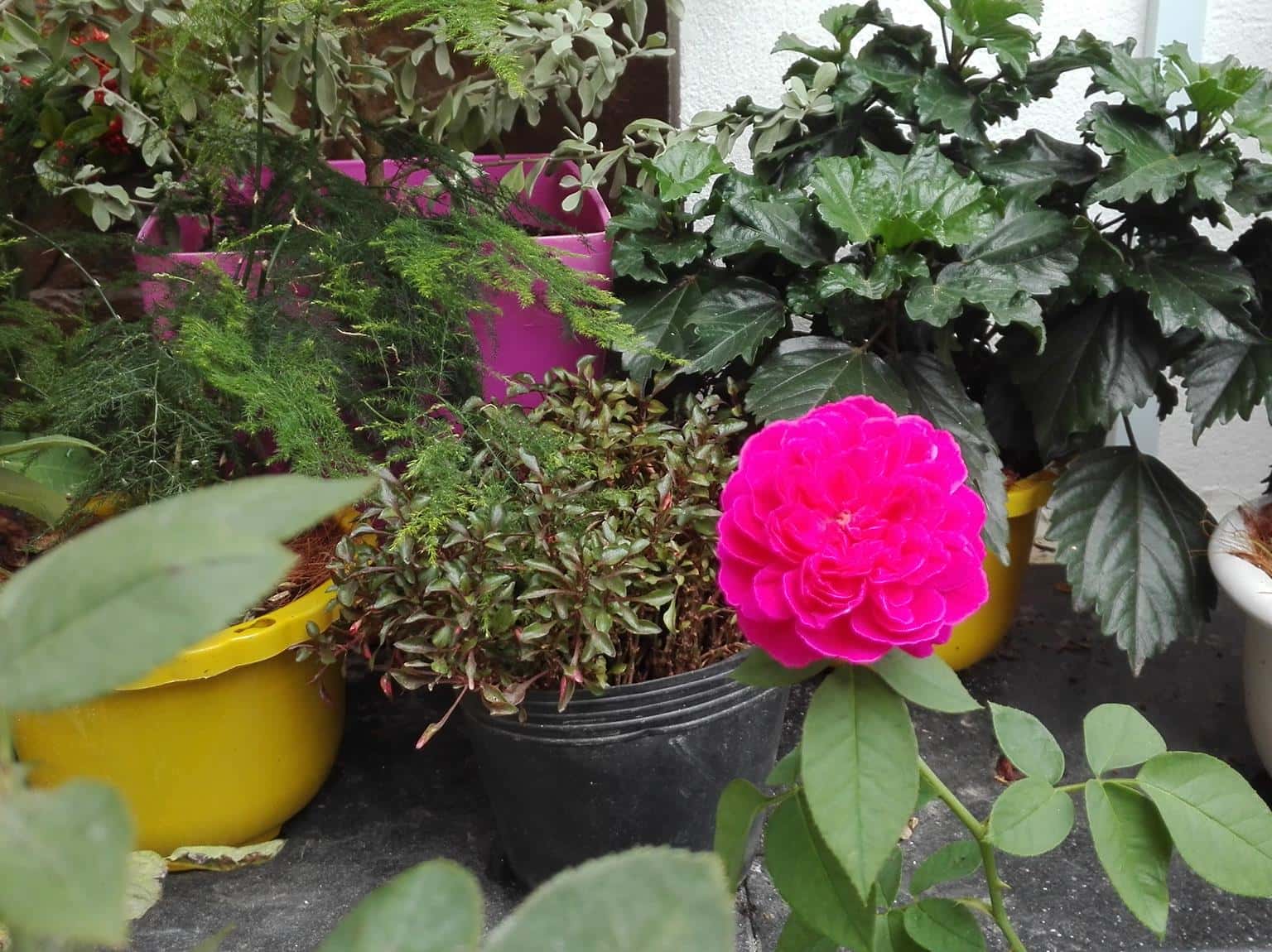 rose garden homestay da nang