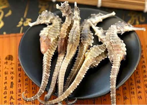 ca ngua kho nha trang