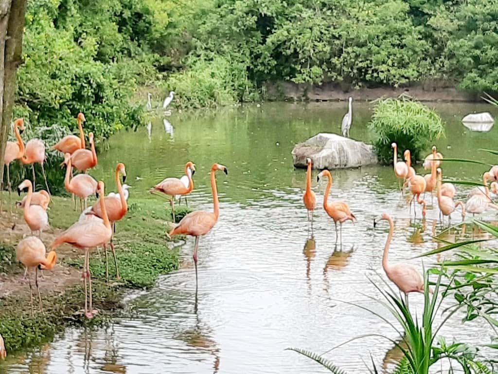 vinpearl safari phu quoc