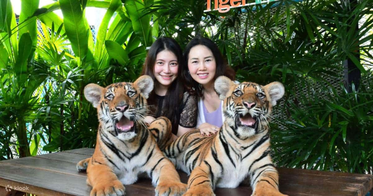 tiger park pattaya