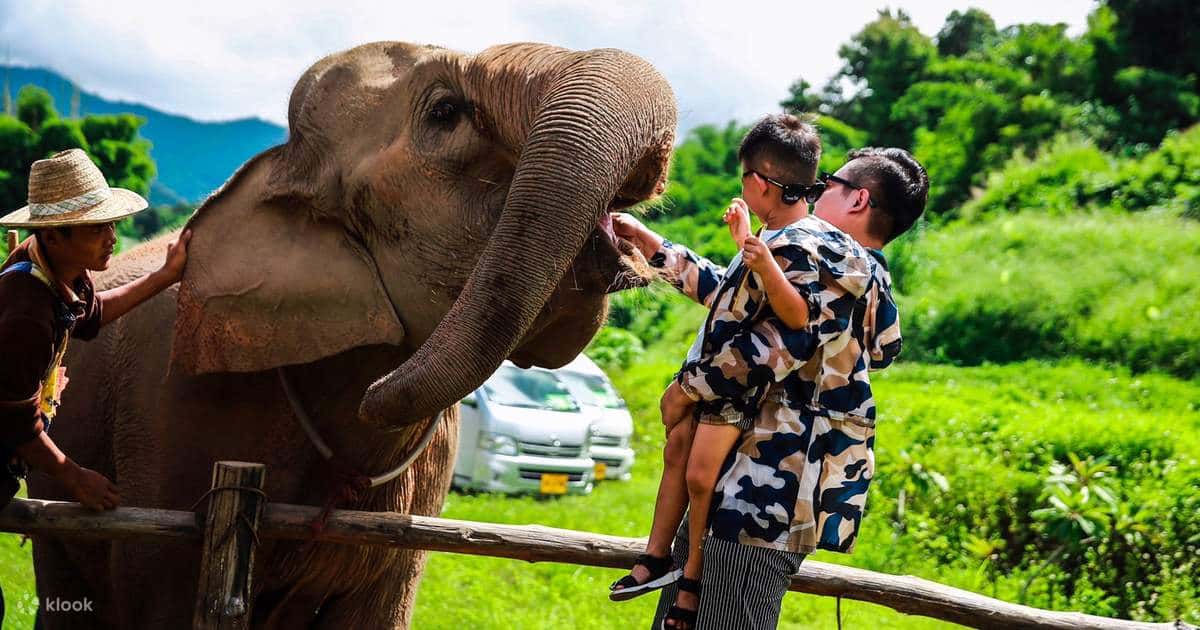 trai voi maesa chiang mai