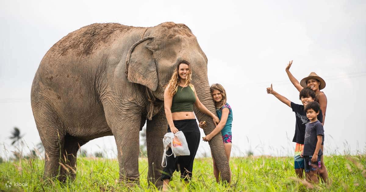  elephant jungle sanctuary  chiang mai