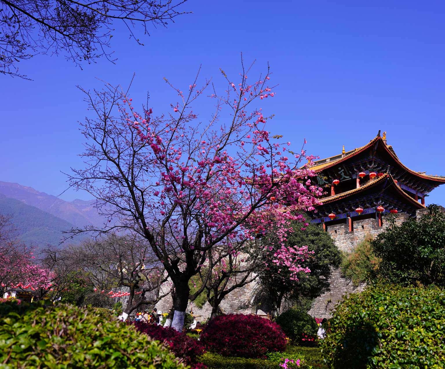 vuon hoa dai ly trung quoc