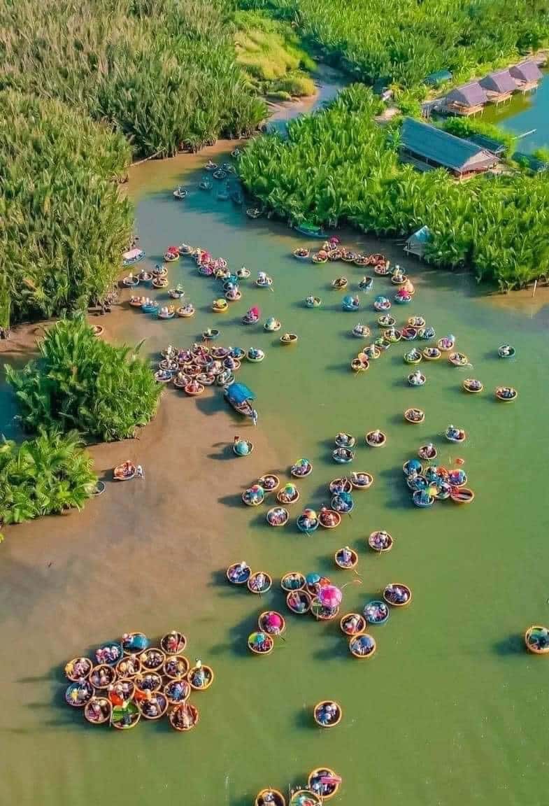 rung dua bay mau hoi an
