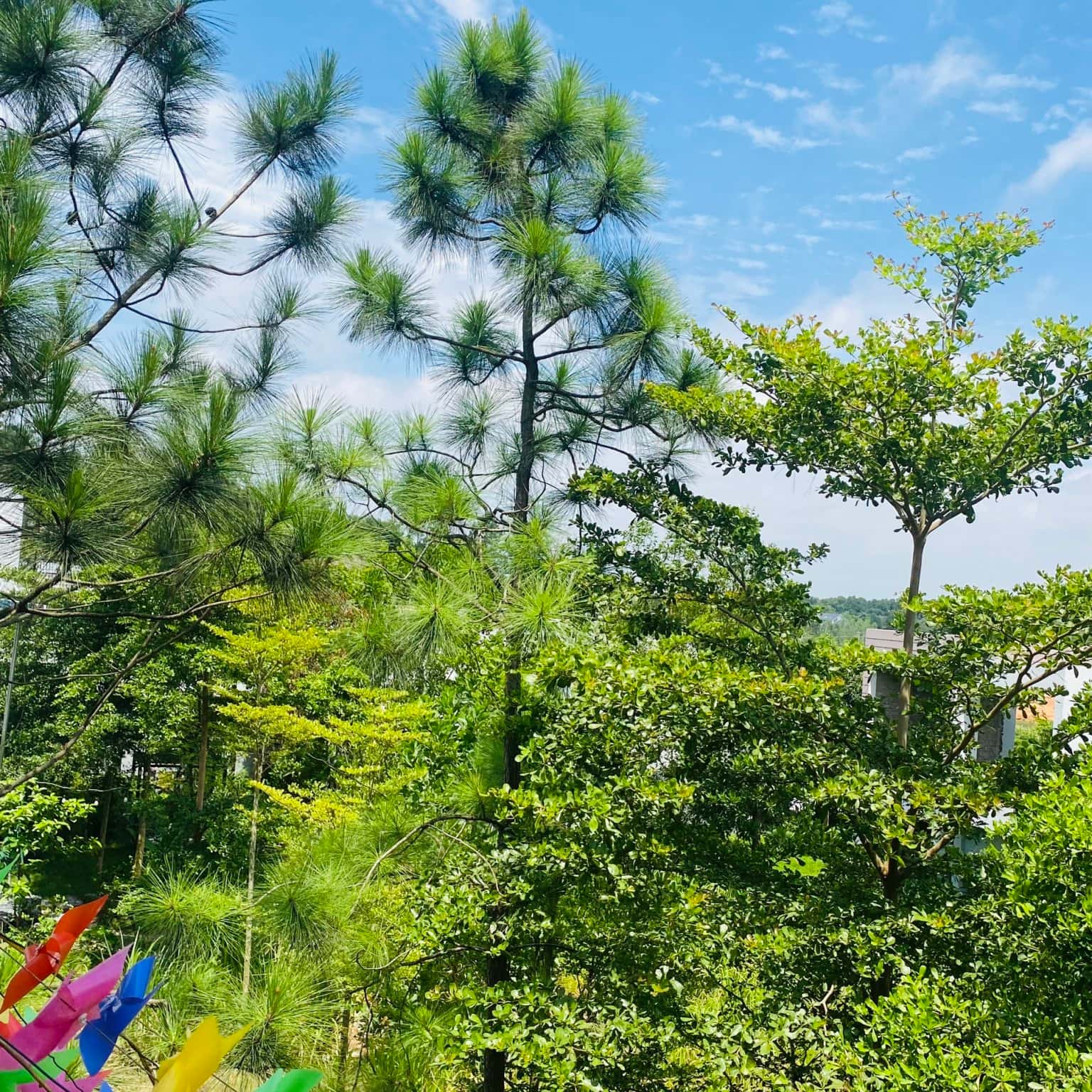 照片4