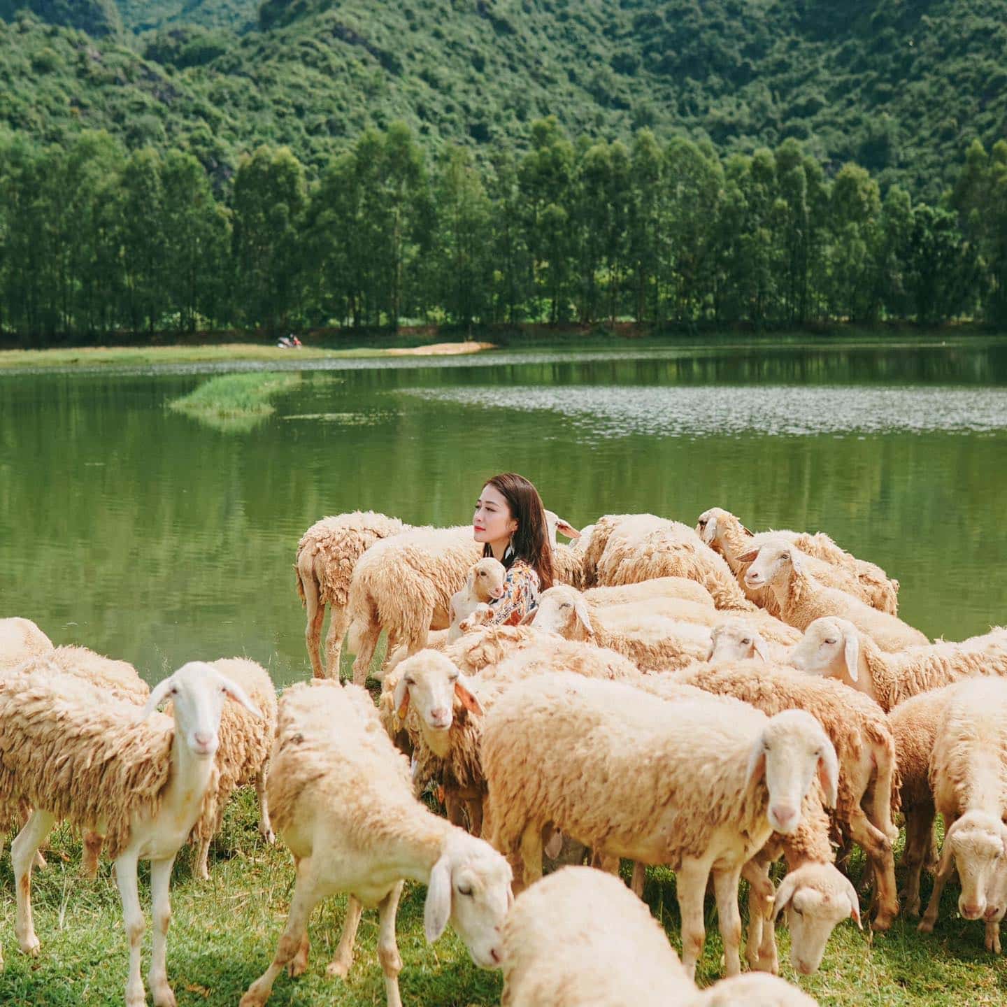 Đồi Cừu Ninh Bình — ảnh 15