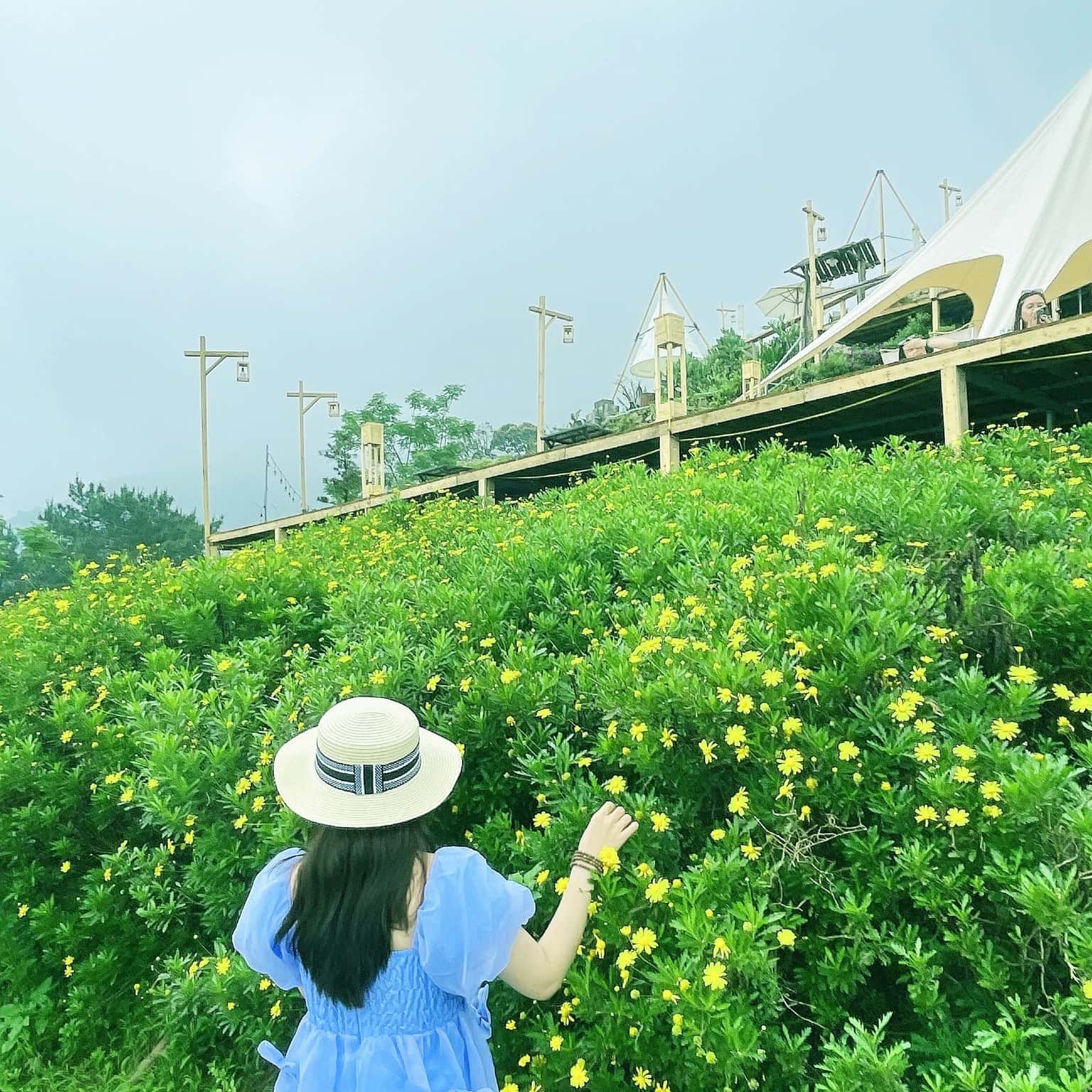 lala land tam dao vinh phuc