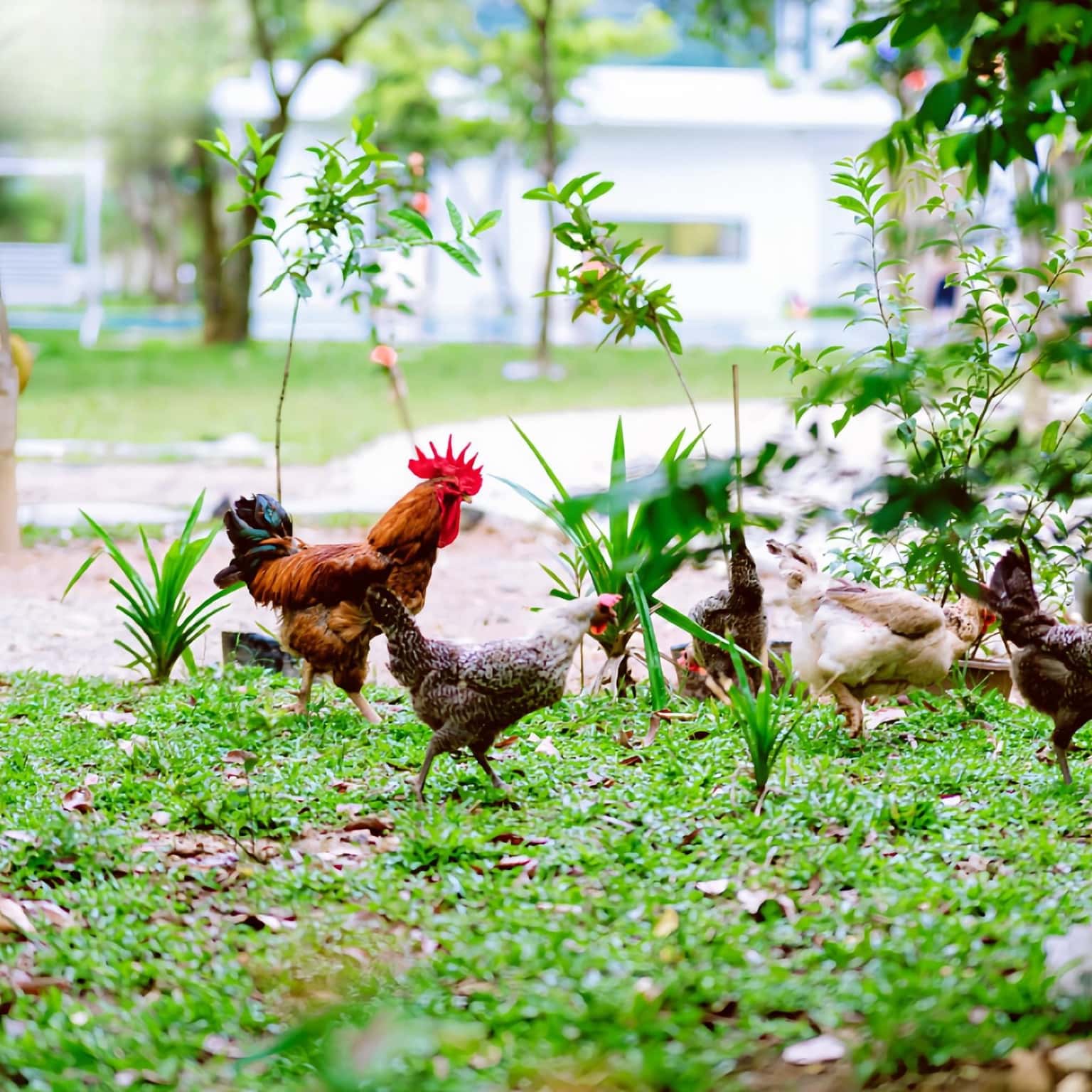Nhà Gỗ (Salsa Garden) tại hồ Kèo Cà, Sóc Sơn — ảnh 17