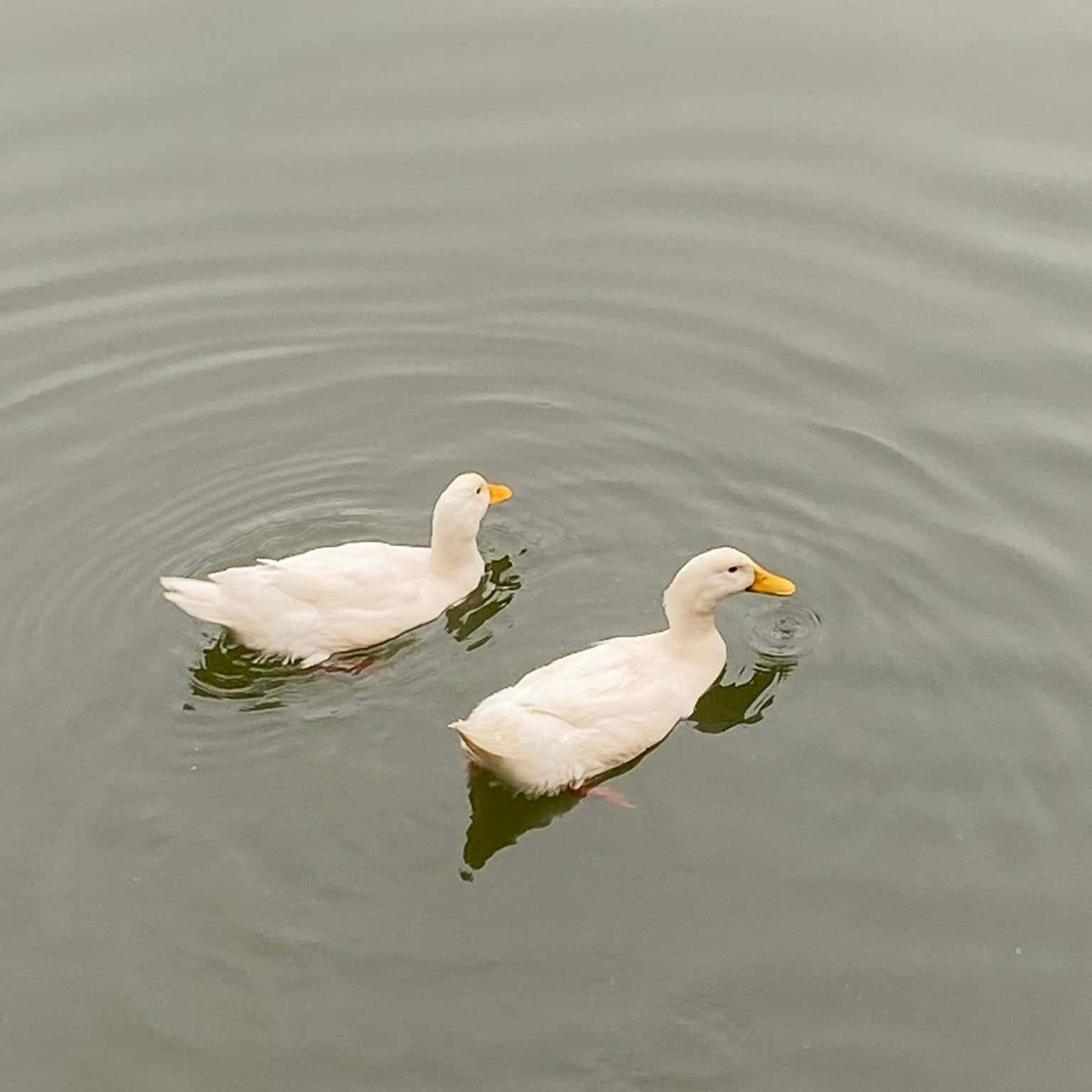 Ảnh 4